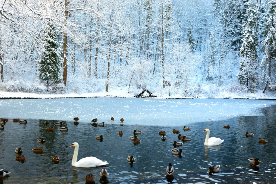 Pond with swans krynica fairy-tale winter