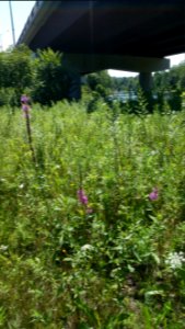 Loosestrife by the river