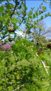 Larch