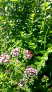 Great gold digger wasp in oregano