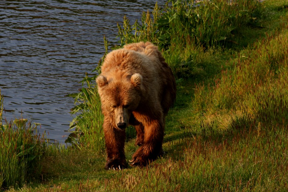 Sow at Dog Salmon River 2