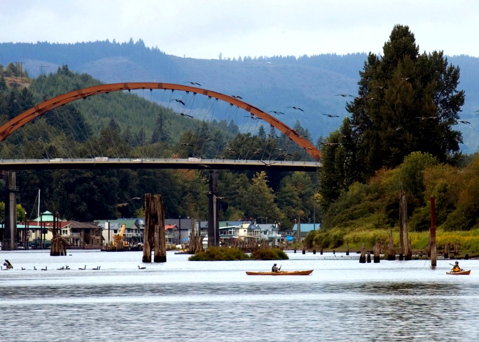 sauvie island geese swart odfw