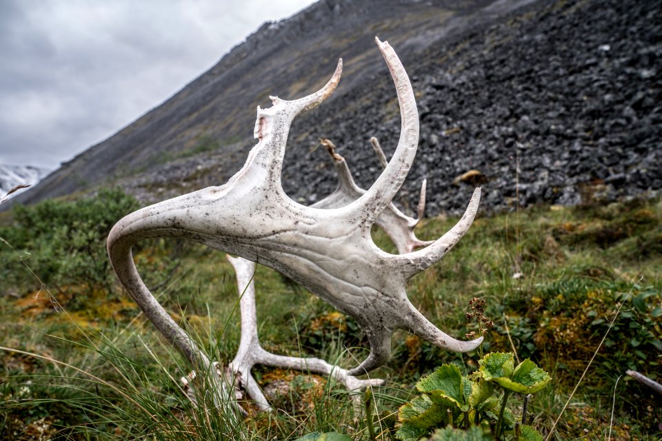 Arctic Refuge - Sheenjek River