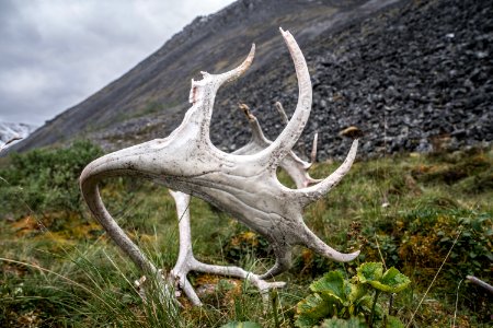 Arctic Refuge - Sheenjek River