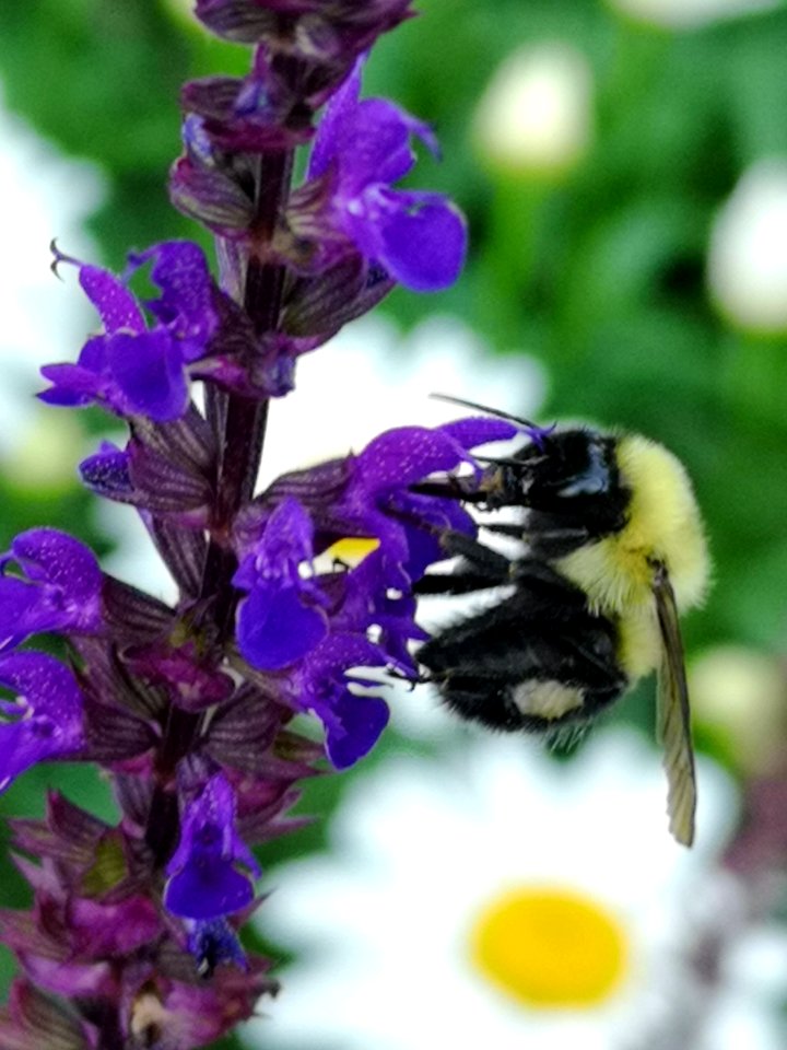 Bee with sage (Salvia nemorosa 'Caradonna')
