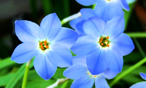 Blue nature flower photo