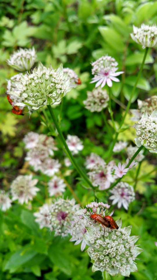 Soldier beetles are beneficial predators and pollinators, often found on my astrantia