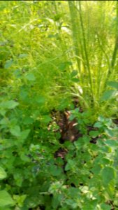 Bunny in the herbs
