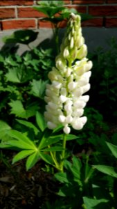 Lupine