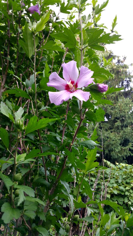 Rose of Sharon begins to bloom