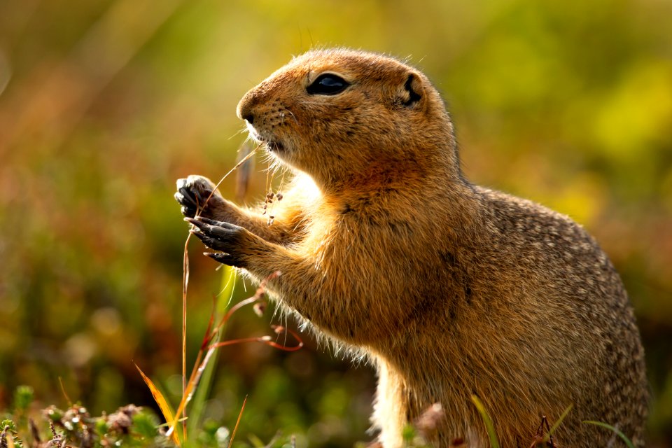 Arctic ground squirrel foraging