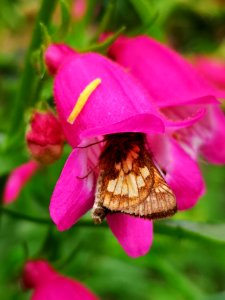 Butterfly visiting beardtongue (Penstemon Red Rocks) flowers