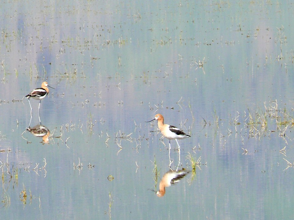 093 avocet summer lake kenagy odfw