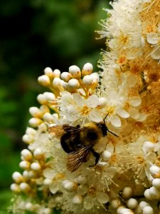 Bumblebee (Bombus sp.) visiting false spirea (Sorbaria sorbifolia 'Sem') flowers