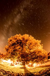 walnut tree under stars photo