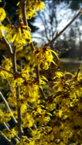 Witchhazel 'Arnold Promise'