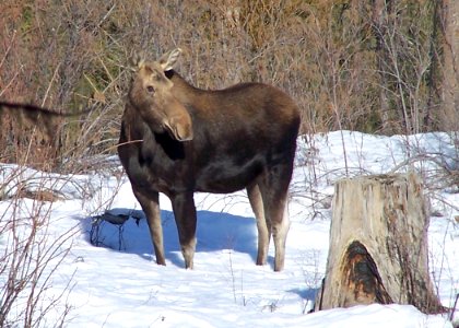 2394 moose cow matthews odfw photo