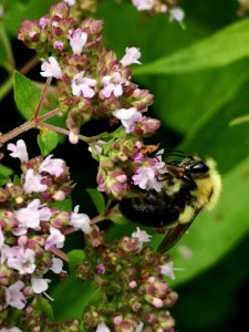 Bumblebee (Bombus sp.) visiting oregano (Origanum vulgare) flowers