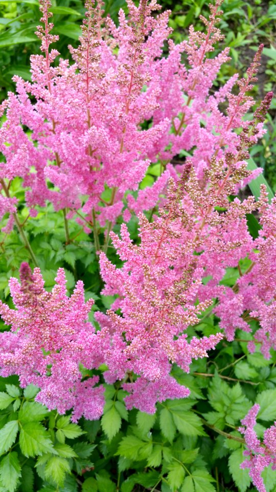 Astilbe