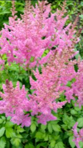 Astilbe