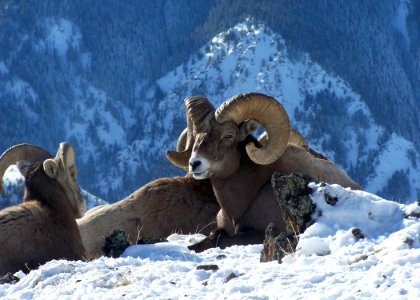 1773 bighorn ram matthews odfw.jpg photo