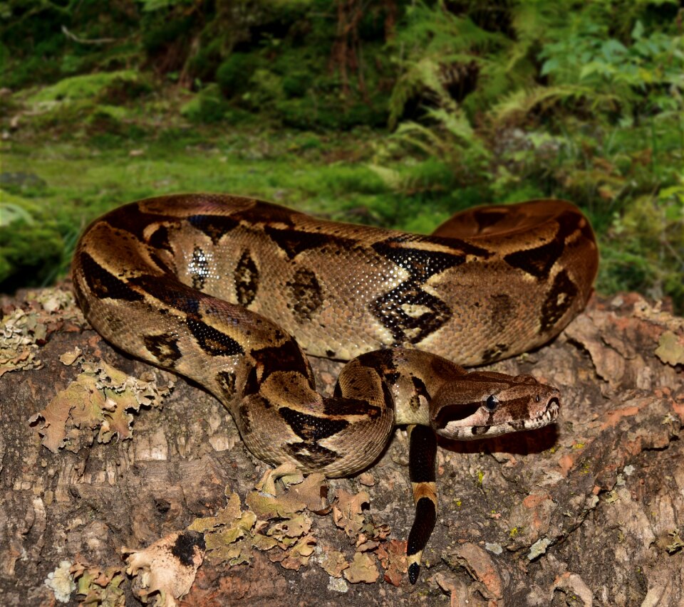 Boa imperator lurking close up
