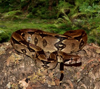 Boa imperator lurking close up