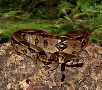 Boa imperator lurking close up photo