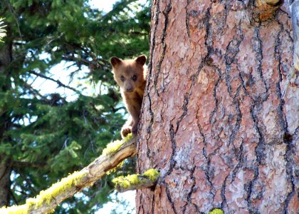 1915 black bear cub matthews odfw photo