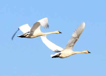 0342 tundra swan pair munsel odfw