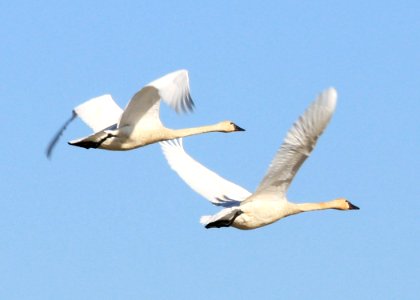 0342 tundra swan pair munsel odfw photo