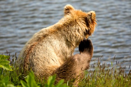 Kodiak bear