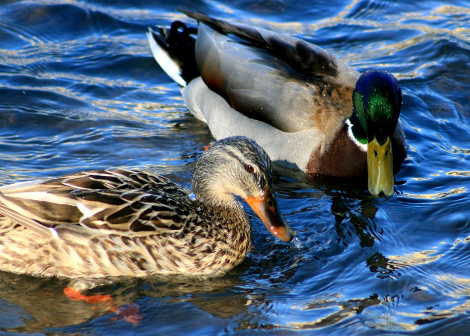 1094 mallard pair munsel odfw.jpg photo