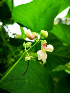 Phaseolus vulgaris Taos Red bean