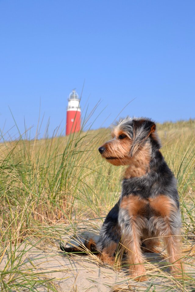Terrier animal pet