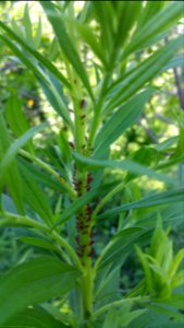 Goldenrod aphids only bother goldenrod, and birds eat them, so I don't mind them. I always have plenty of goldenrod anyway.