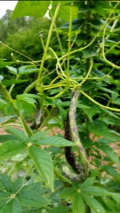 Beans much bothered by deer, but this Swiss Landfrauen kind wound itself thru the cleome and has somewhat survived