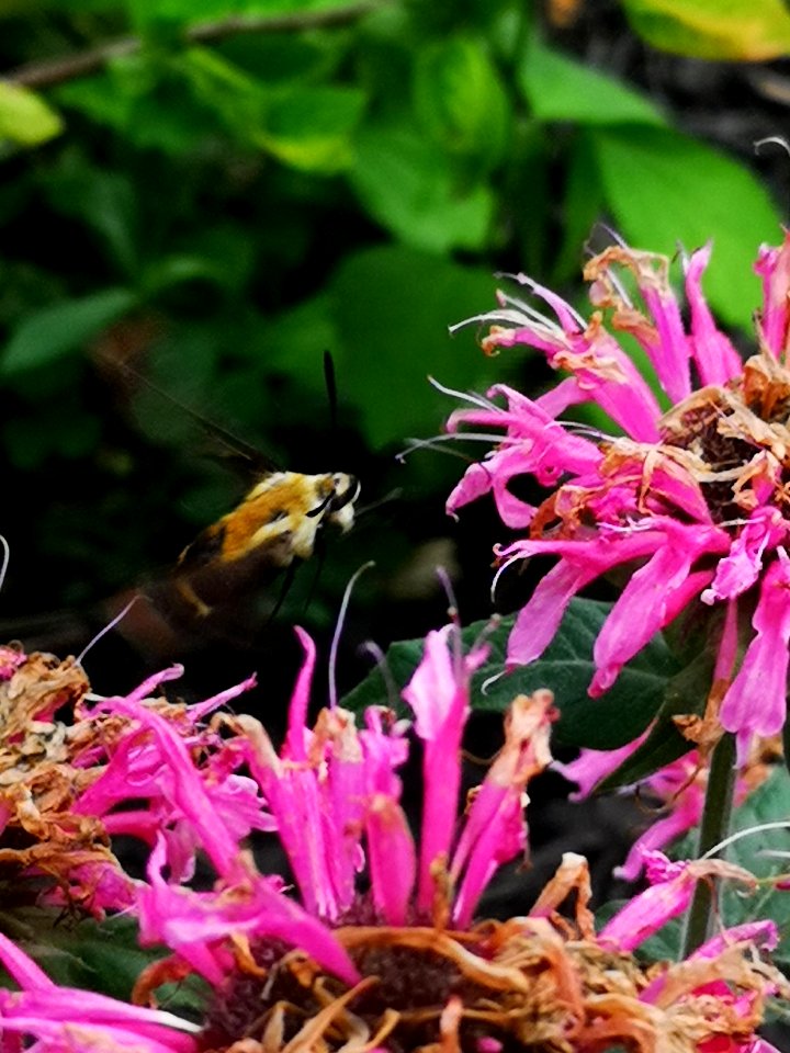Snowberry clearwing moth (Hemaris diffinis) visiting bee balm (Monarda didyma 'Balmy Pink')