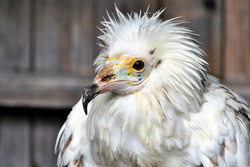 Nature wildlife beak photo