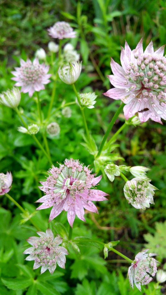 Astrantia photo