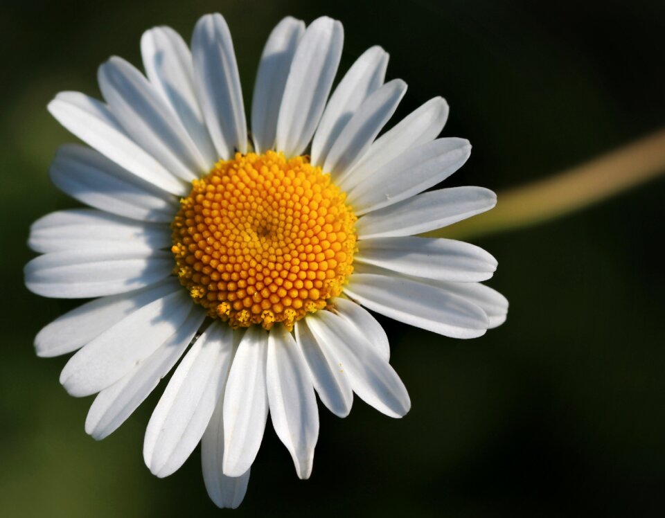 Meadow white flower garden