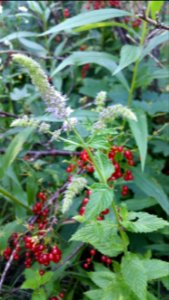 Peppermint by the red currants