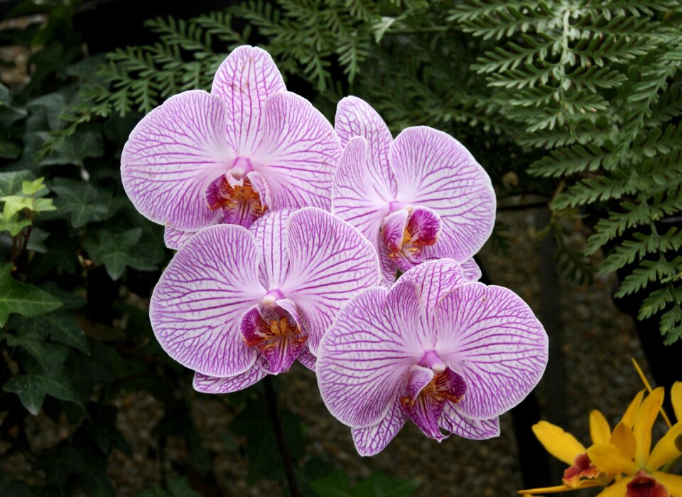 Blossom plant tropical