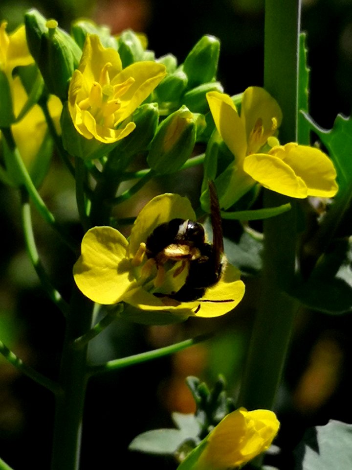 Sweat bee on Siberian kale (Brassica napus) flowers