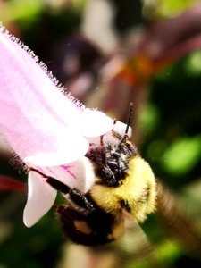 Bumblebee visiting hybrid beardtongue Penstemon Dark Towers photo