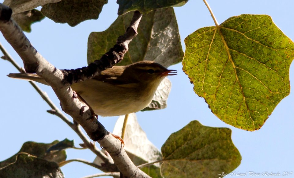 Mosquiter de passa