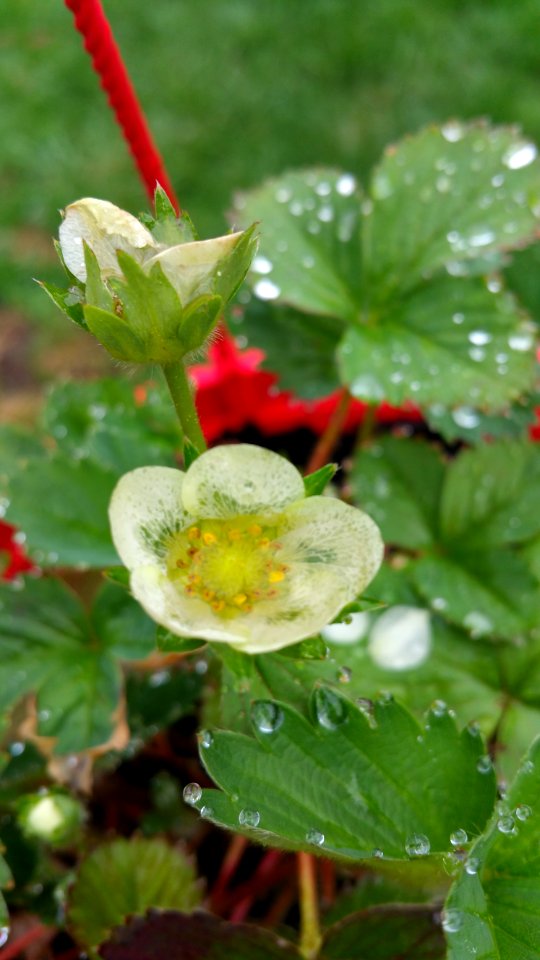 Rain pounded the strawberry petals (in the hanging basket) and some fell off