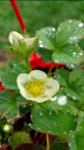 Rain pounded the strawberry petals (in the hanging basket) and some fell off