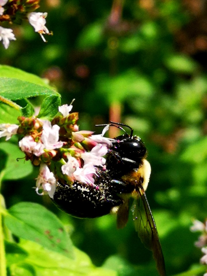 Bee visiting oregano (Origanum vulgare)