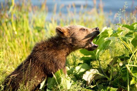 Kodiak bear
